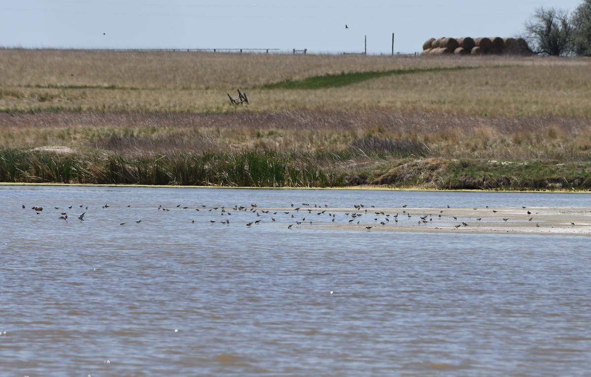 White-rumped Sandpiper - Jack  Bushong