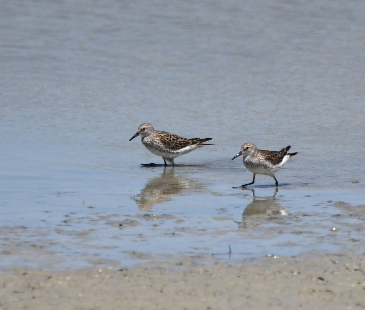 White-rumped Sandpiper - Jack  Bushong