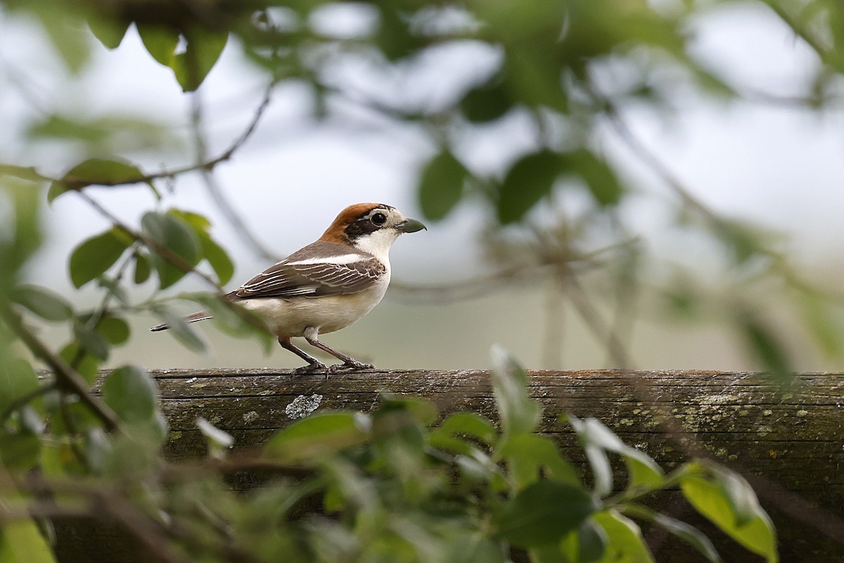 Woodchat Shrike - ML619772153