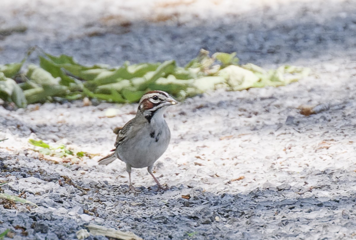 Lark Sparrow - ML619772160