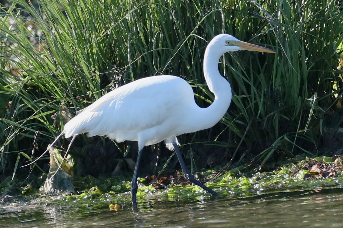 Great Egret - ML619772170