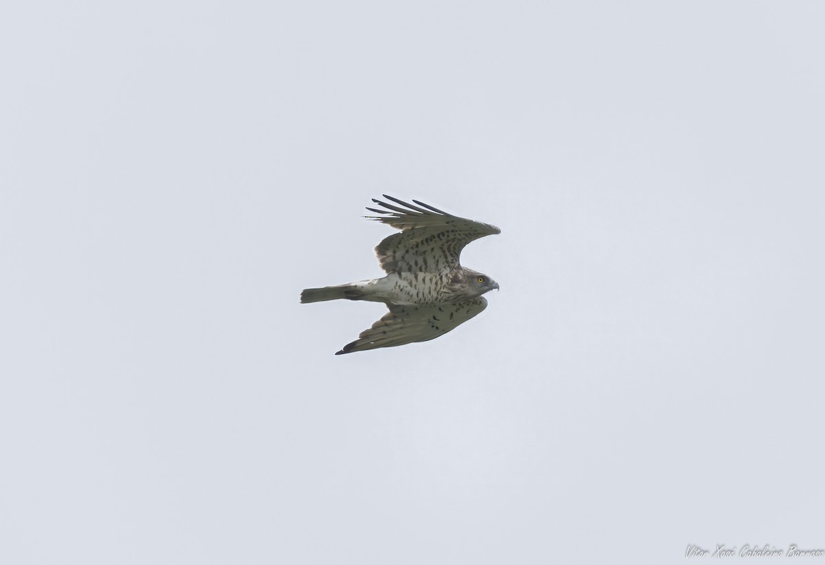 Short-toed Snake-Eagle - ML619772171