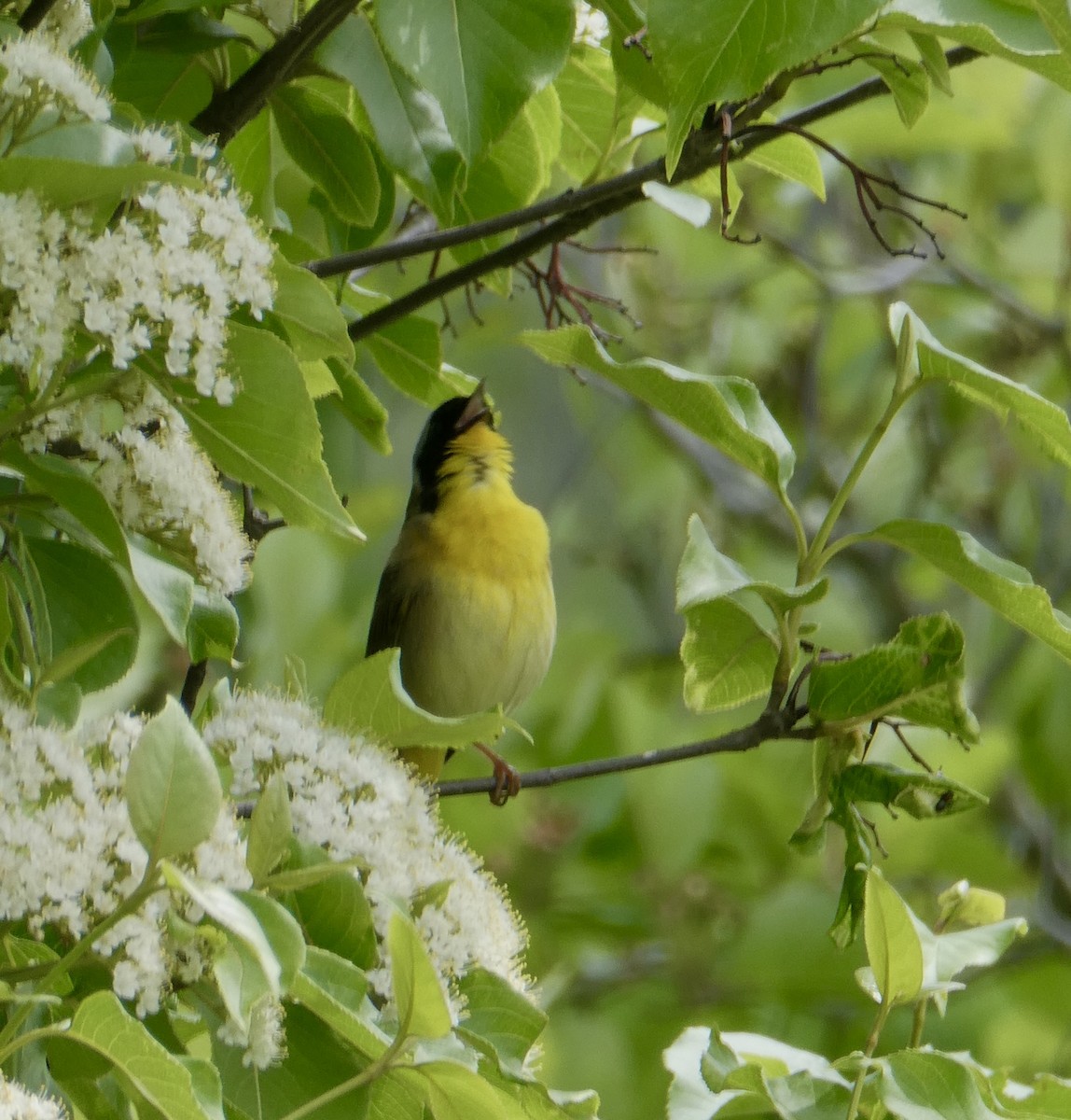 Common Yellowthroat - ML619772204