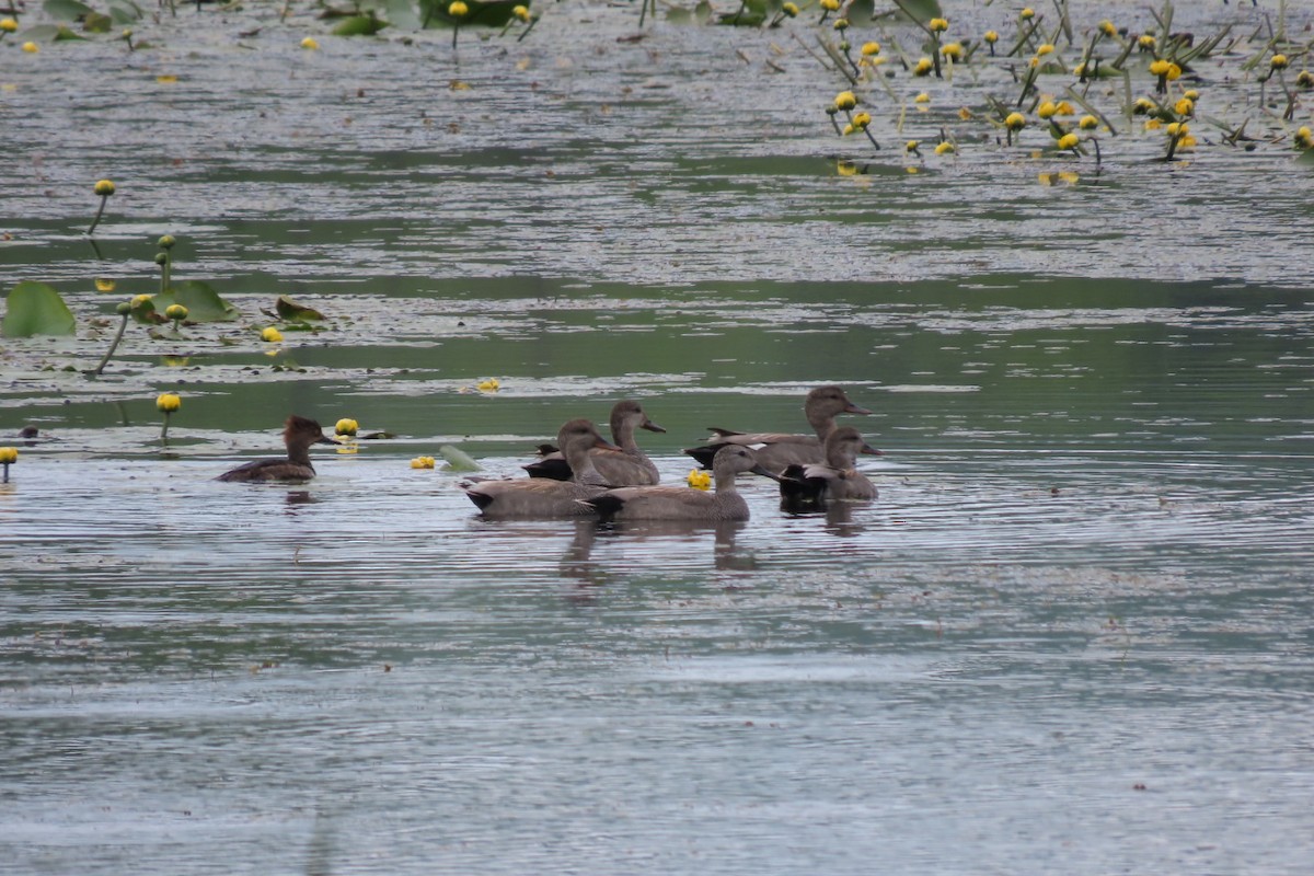 Gadwall - ML619772227