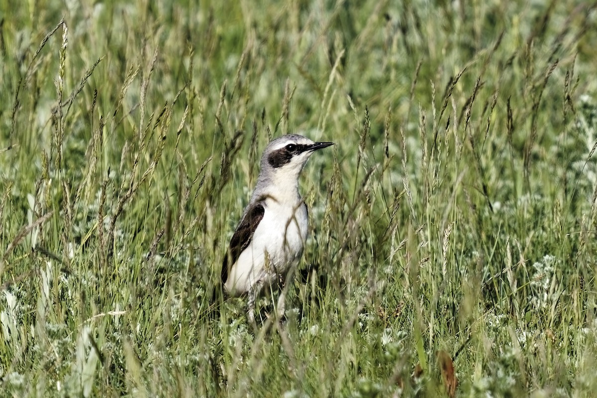 Northern Wheatear - ML619772229