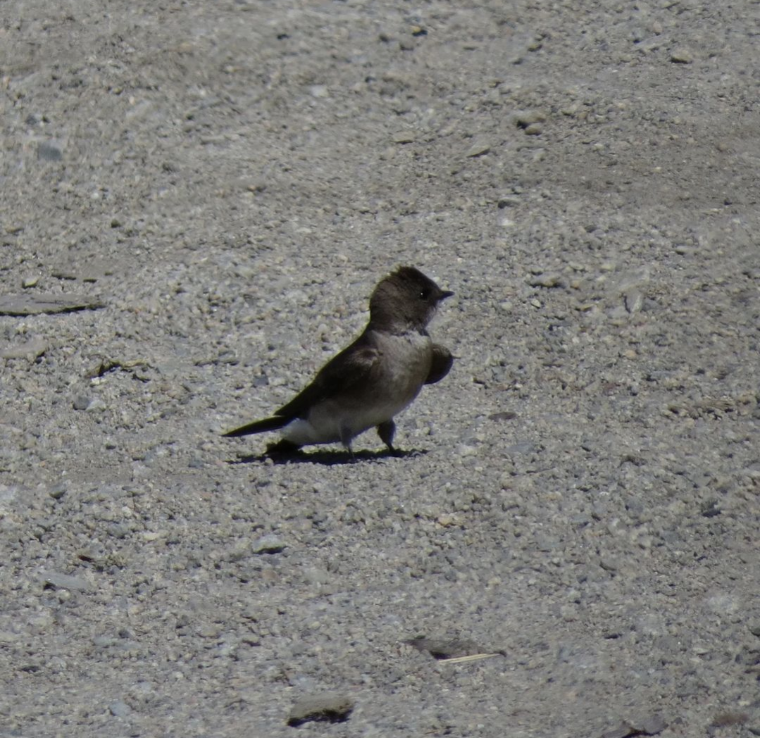 Northern Rough-winged Swallow - ML619772230