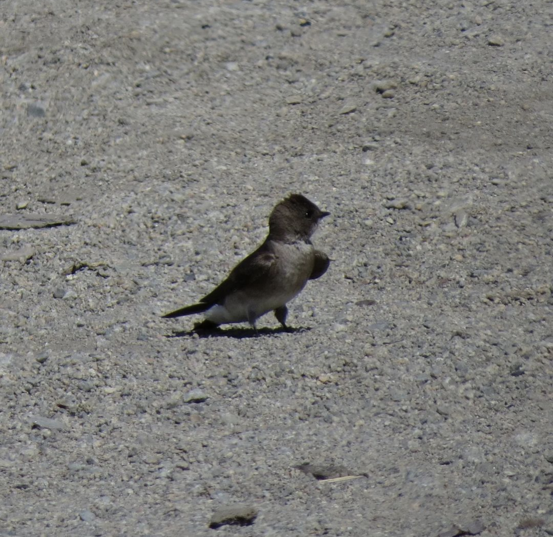 Golondrina Aserrada - ML619772230