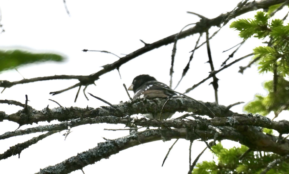 Rose-breasted Grosbeak - ML619772279