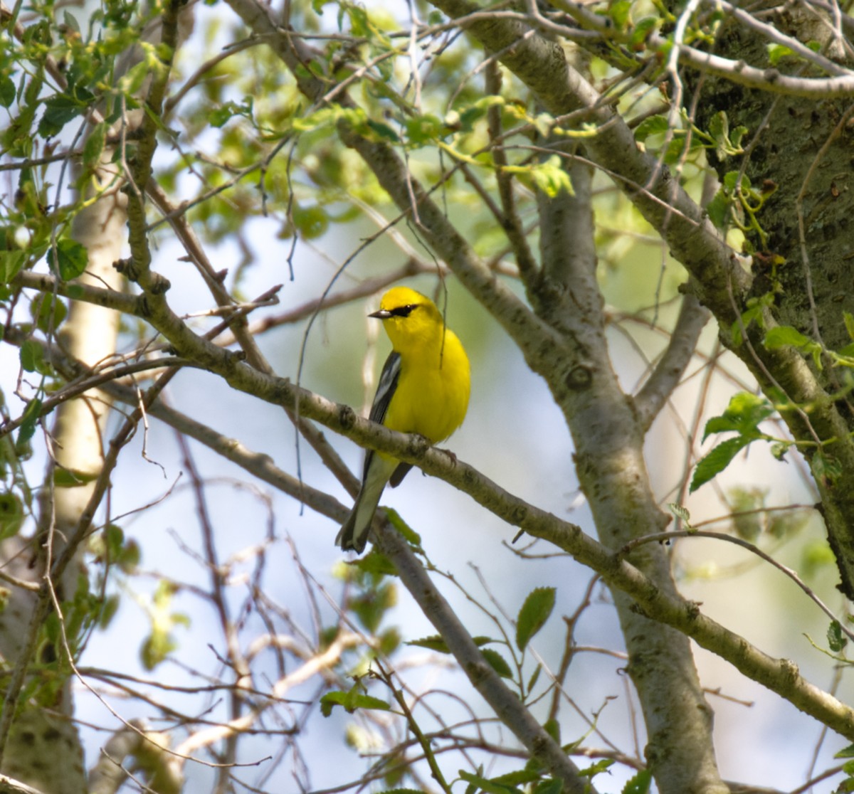 Blue-winged Warbler - ML619772282