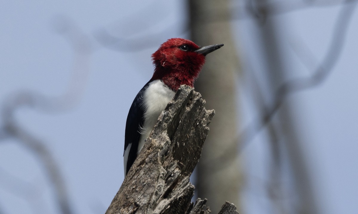 Red-headed Woodpecker - ML619772308