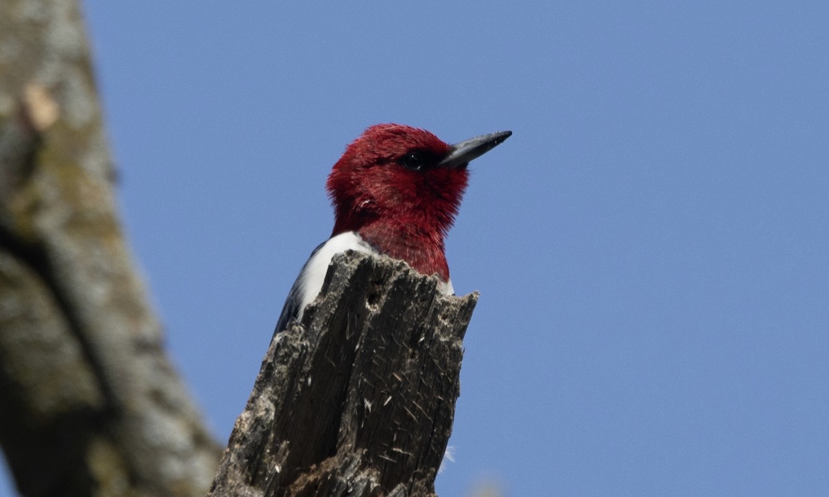 Red-headed Woodpecker - ML619772309