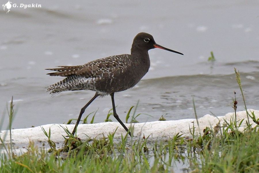 Spotted Redshank - ML619772310