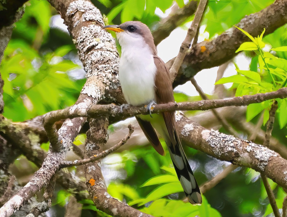 Yellow-billed Cuckoo - ML619772340