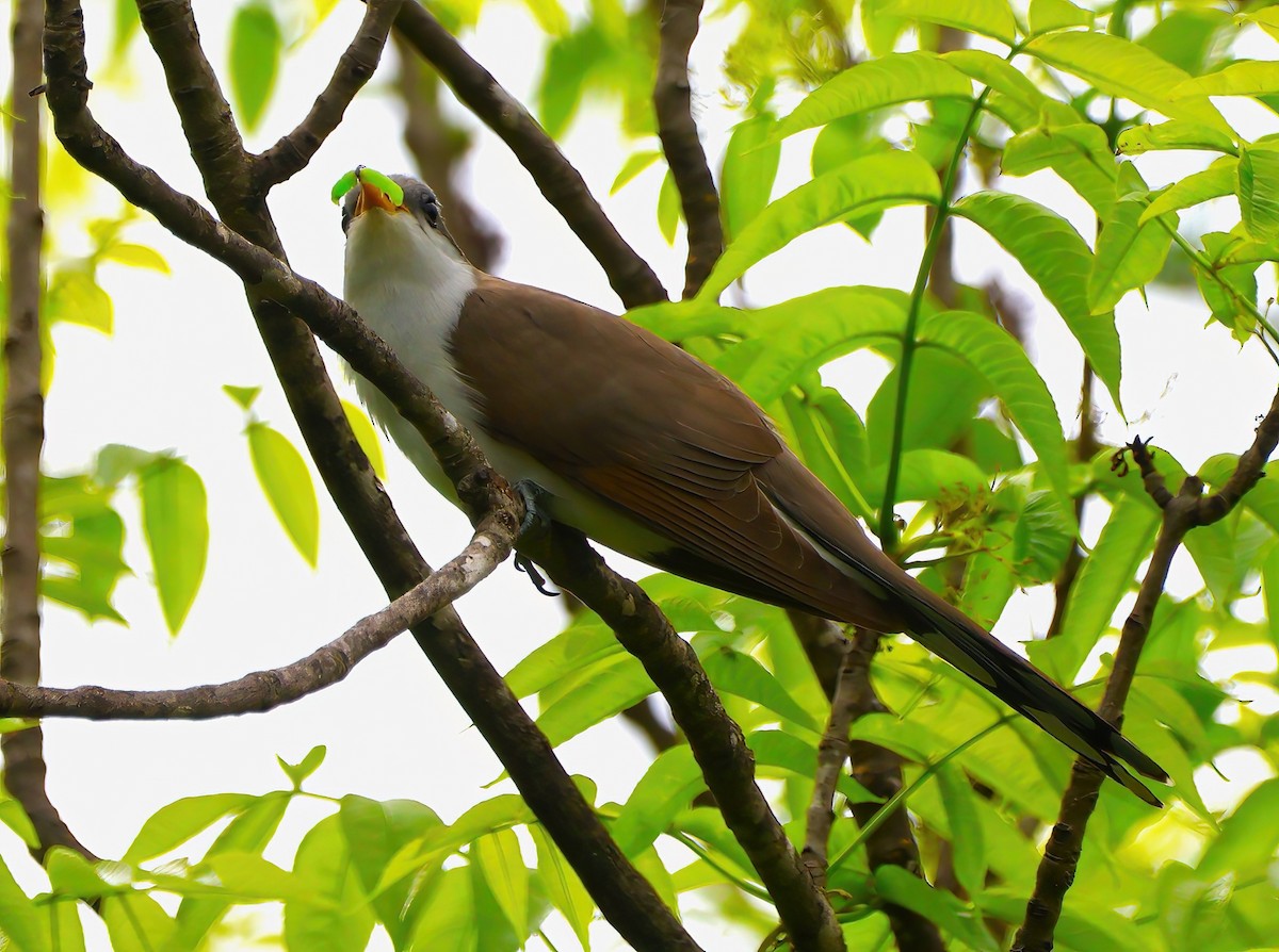 Yellow-billed Cuckoo - ML619772345