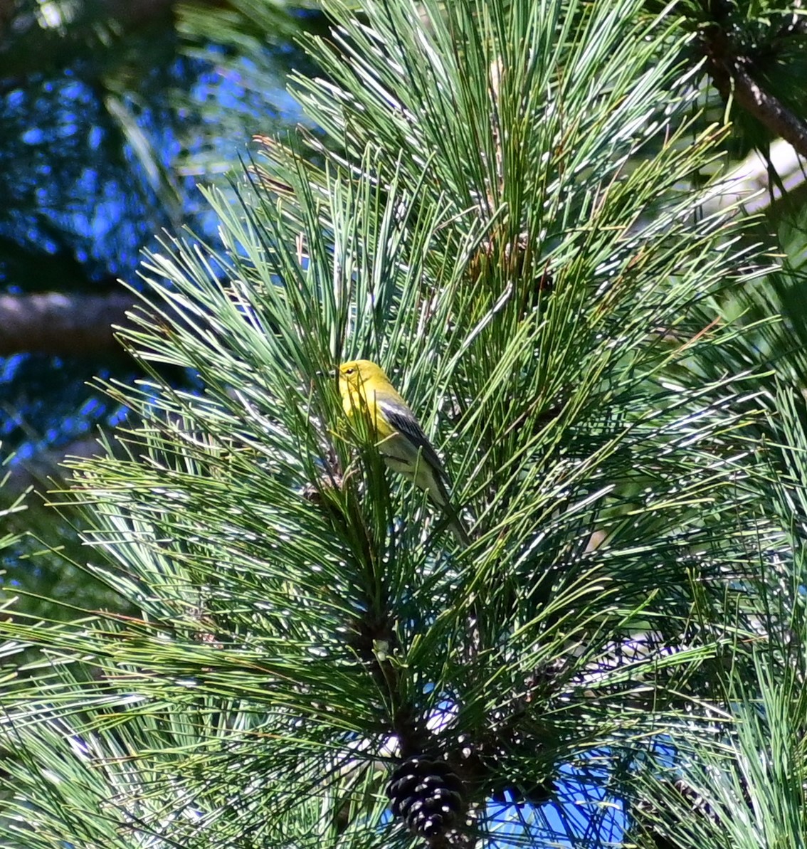 Pine Warbler - ML619772355