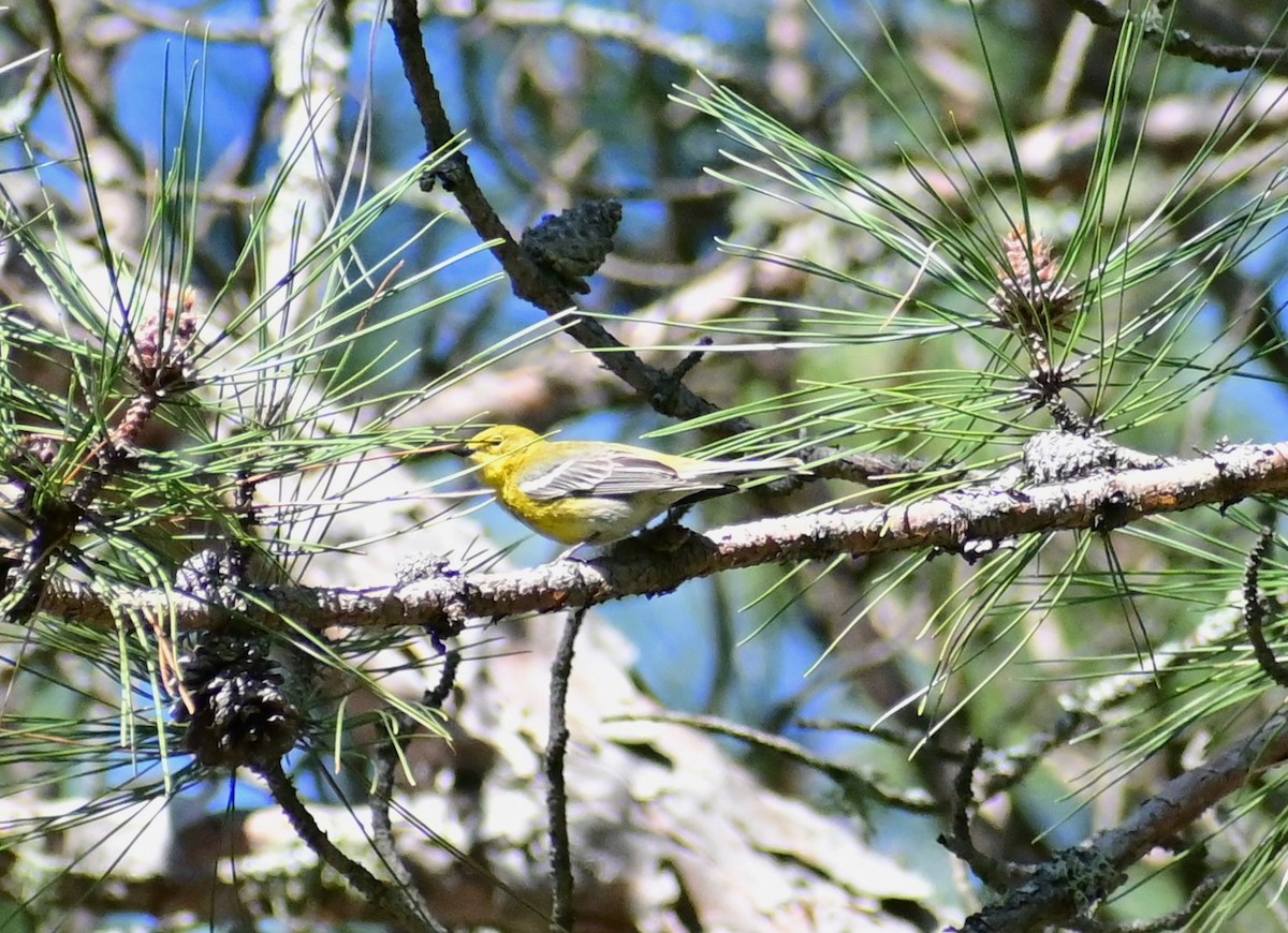 Pine Warbler - ML619772356