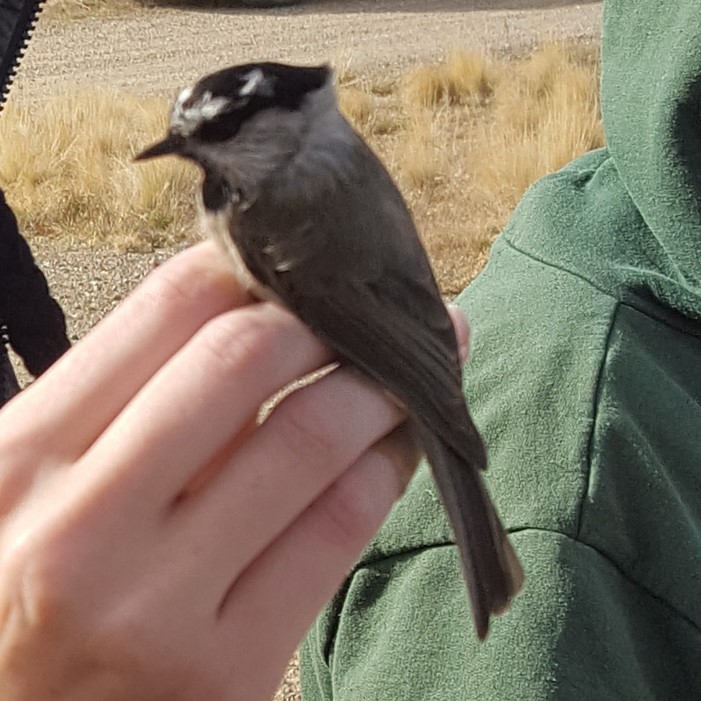 Mountain Chickadee - ML619772358