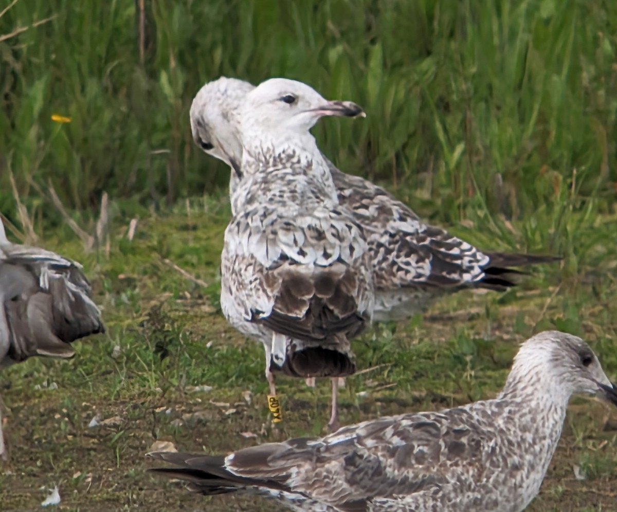 Caspian Gull - ML619772368