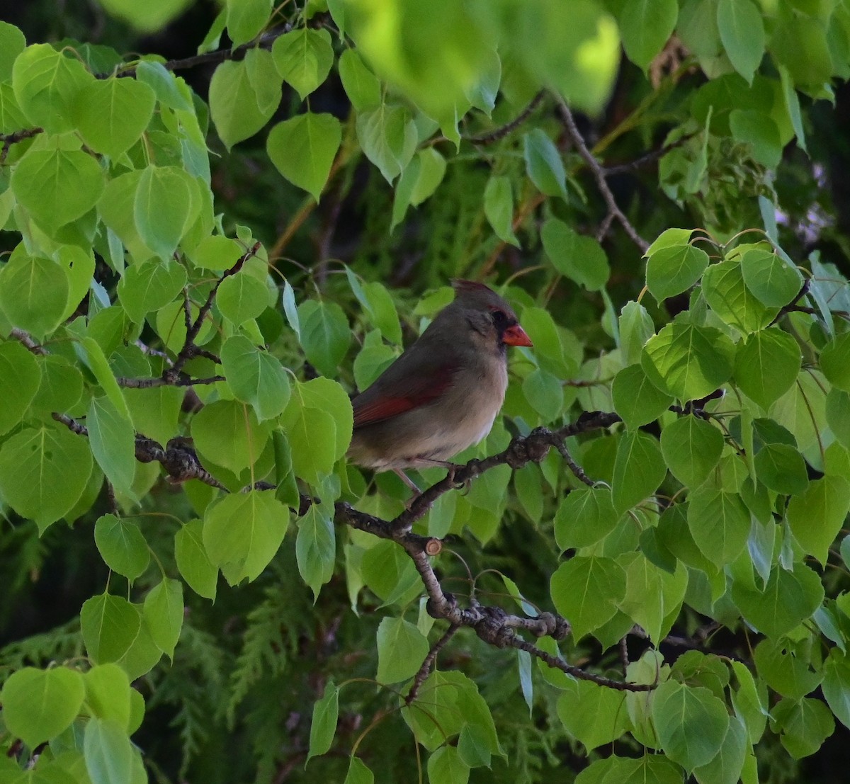 Cardinal rouge - ML619772370