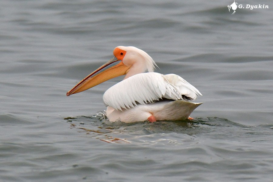 pelikán bílý - ML619772381