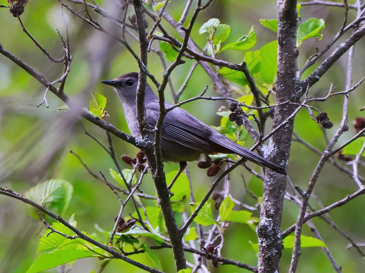 Gray Catbird - ML619772382