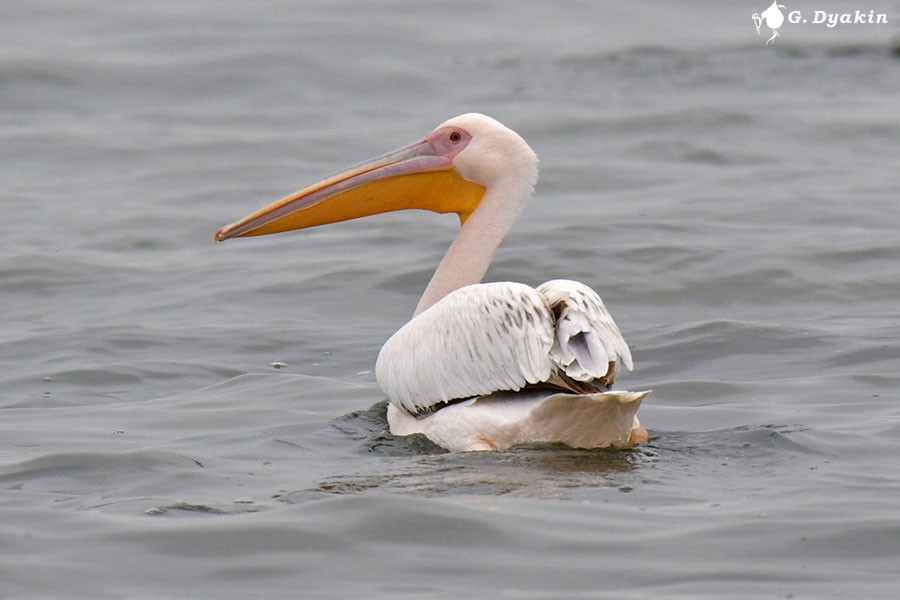 Great White Pelican - ML619772386