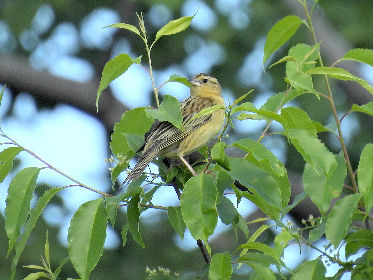 bobolink americký - ML619772422