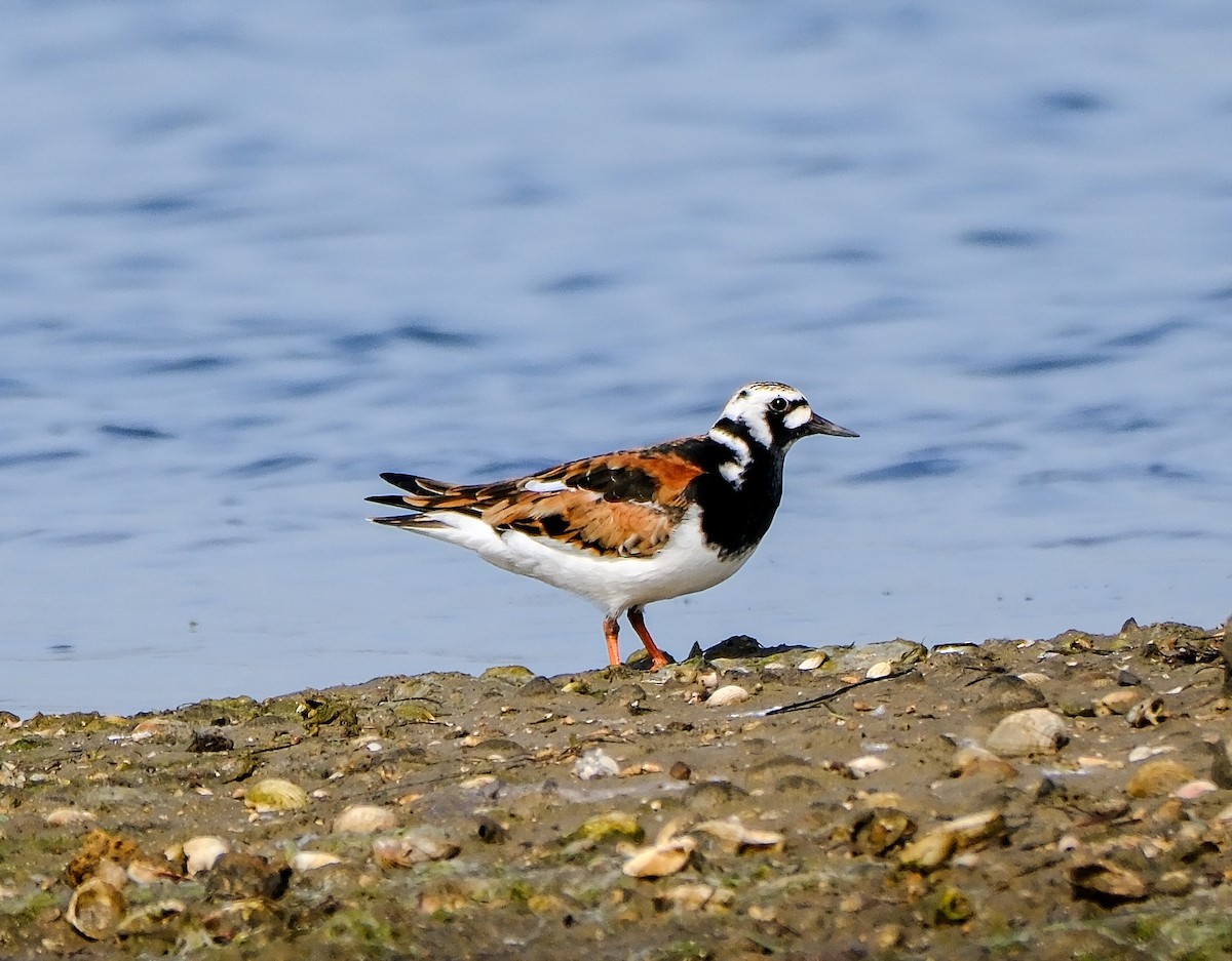 Ruddy Turnstone - ML619772427