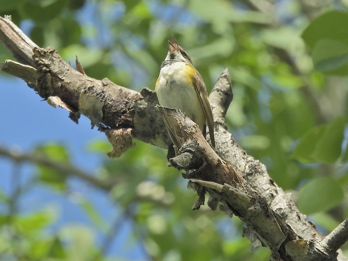 American Redstart - ML619772440