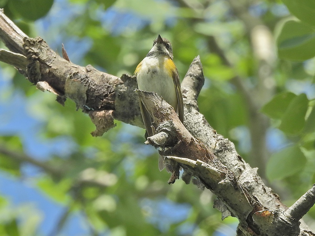 American Redstart - ML619772441