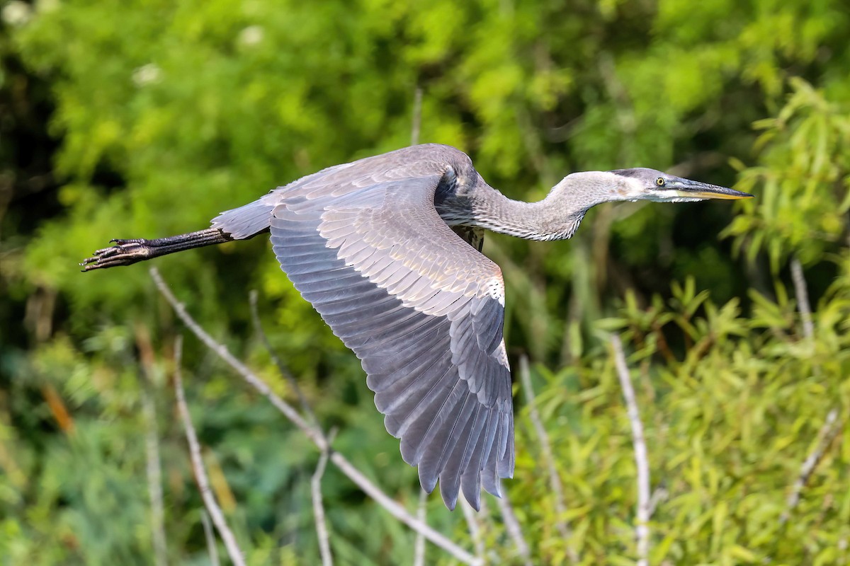 Great Blue Heron - ML619772458