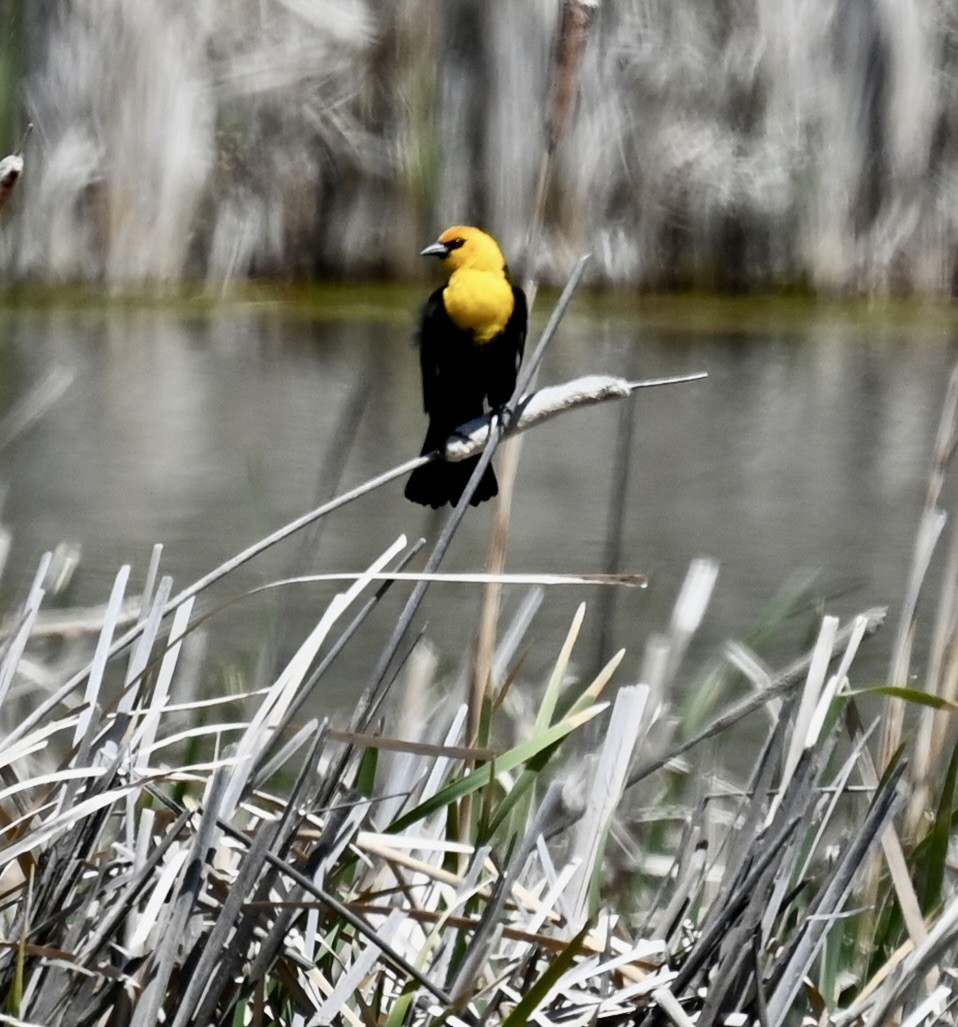 Yellow-headed Blackbird - ML619772463