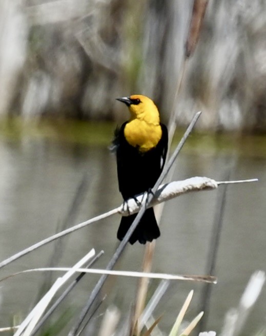 Yellow-headed Blackbird - ML619772465