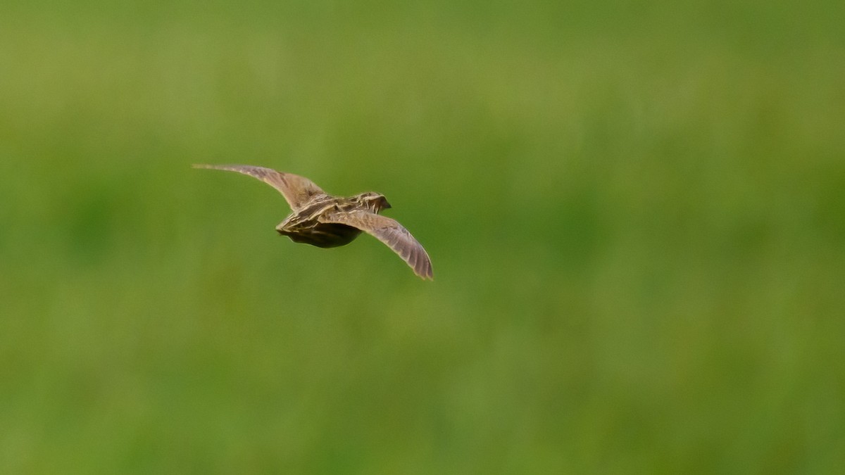 Common Quail - ML619772466