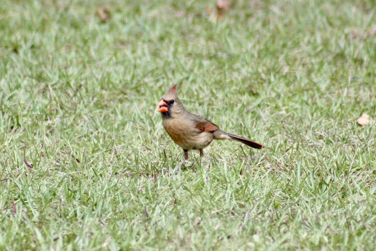 Cardinal rouge - ML619772471