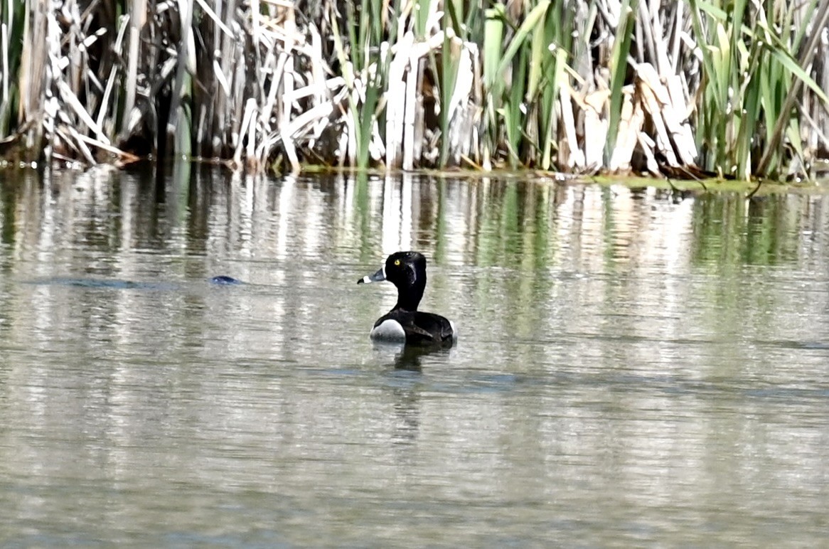 Ring-necked Duck - ML619772473