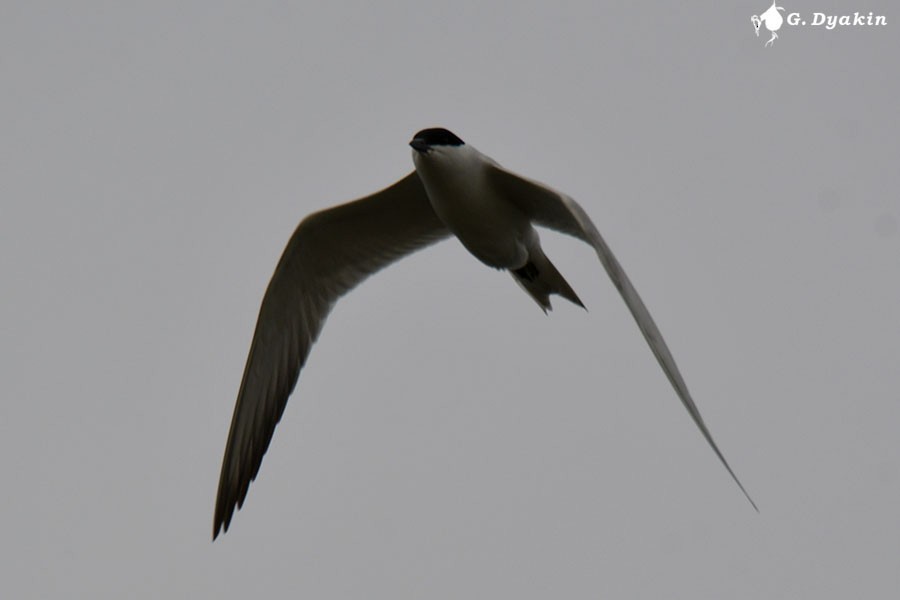 Gull-billed Tern - ML619772487