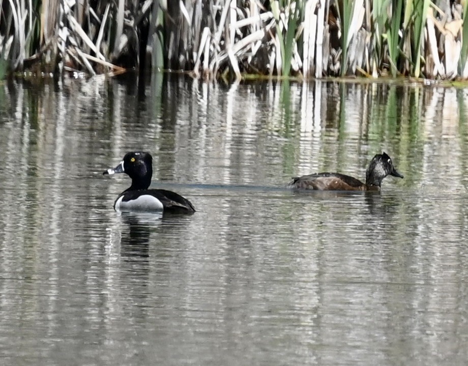 Ring-necked Duck - ML619772515