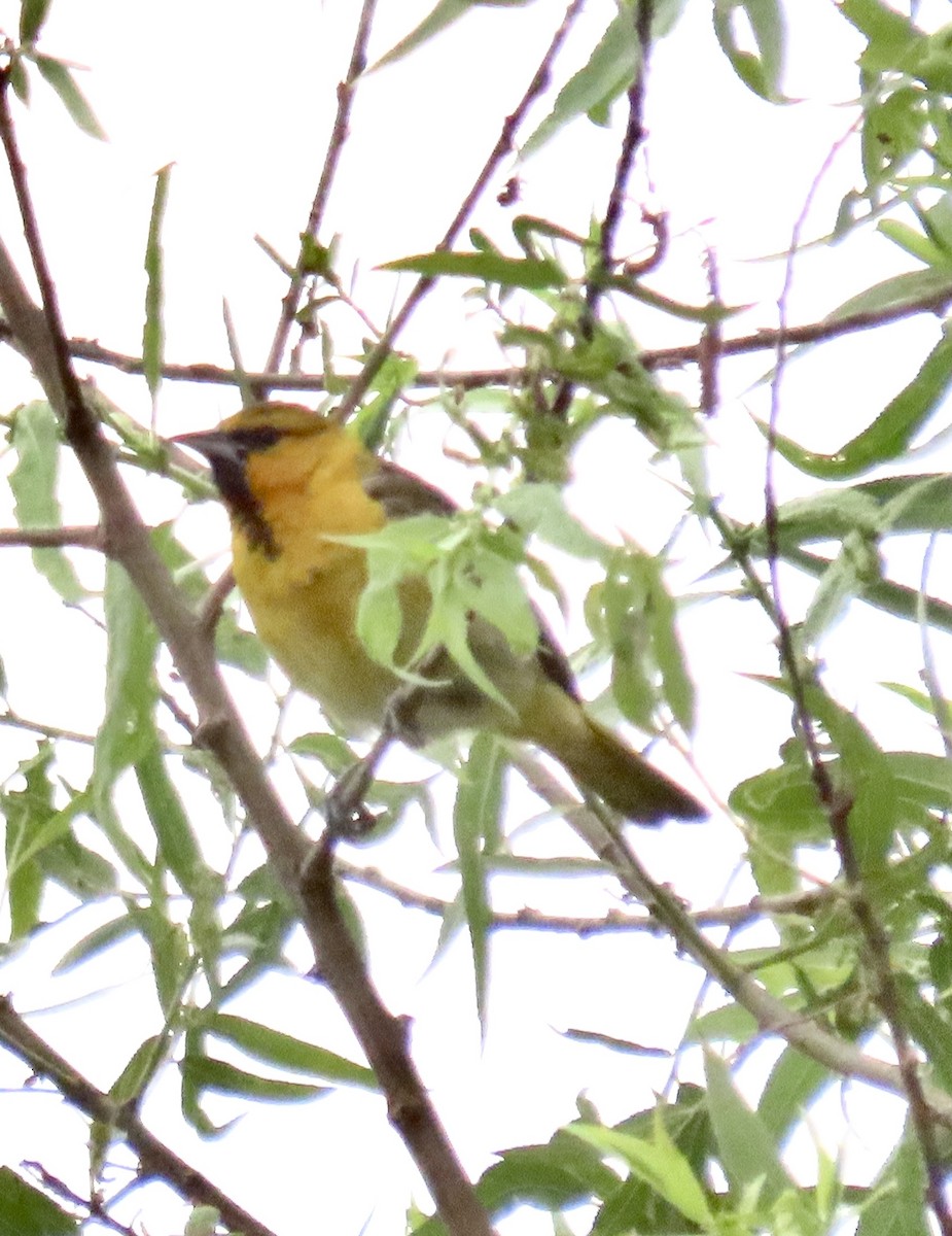 Bullock's Oriole - ML619772522