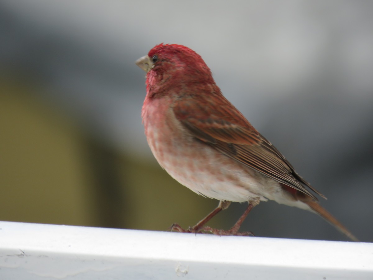 Purple Finch - ML619772532