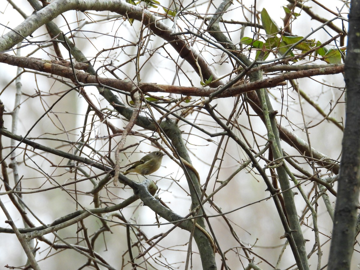 Ruby-crowned Kinglet - ML619772535