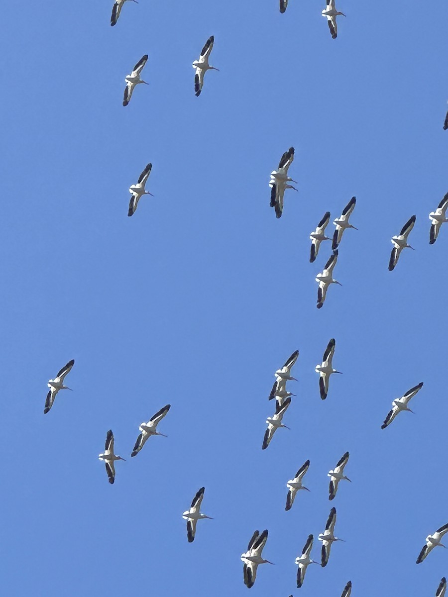 American White Pelican - ML619772536