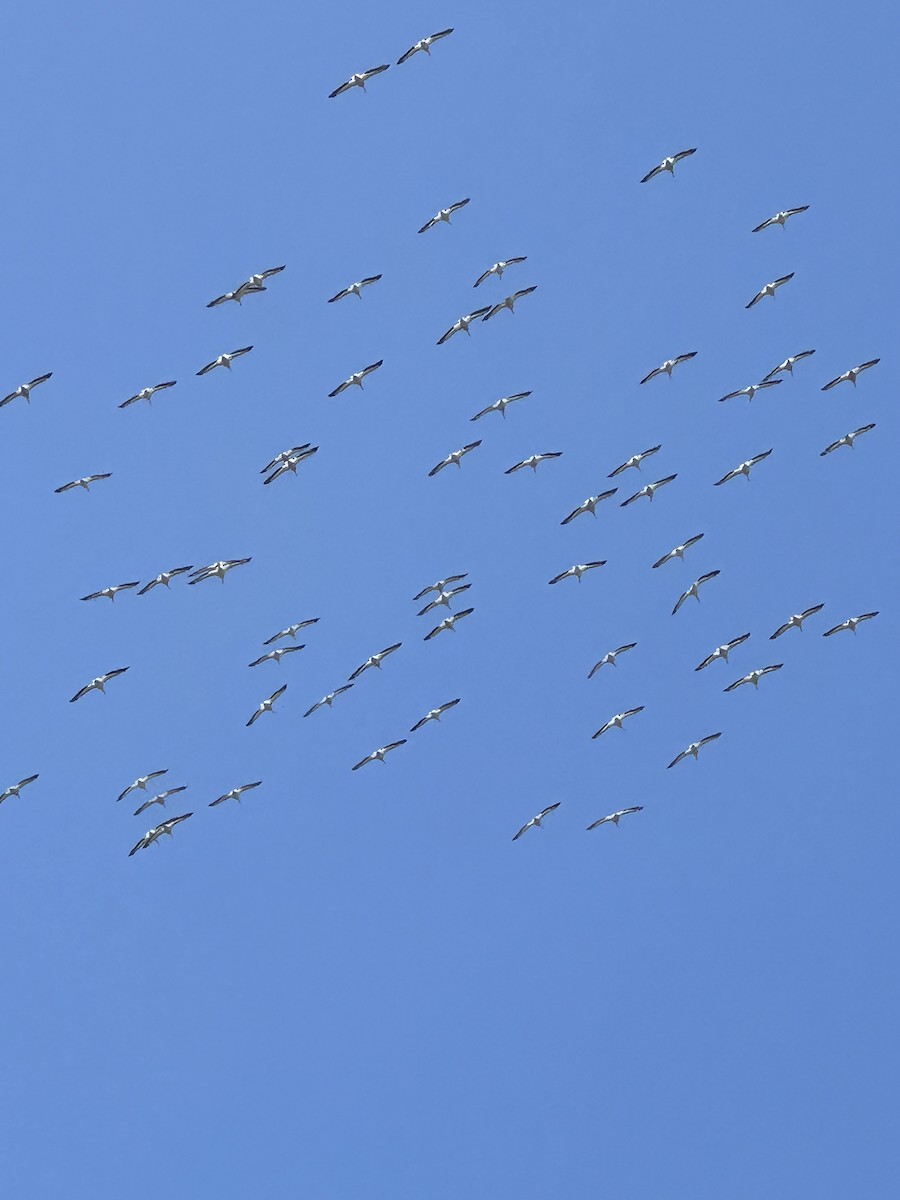 American White Pelican - ML619772539