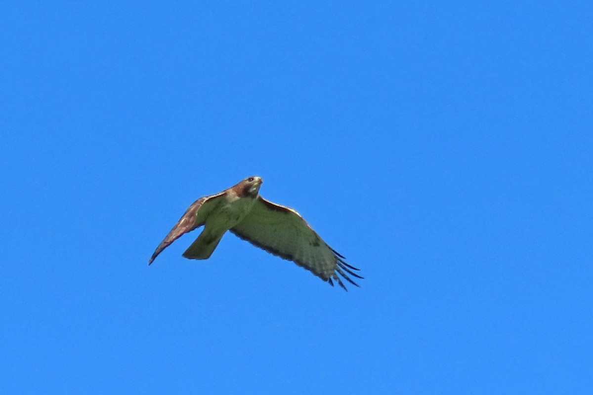 Red-tailed Hawk - ML619772545