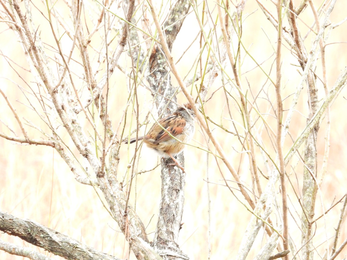 Fox Sparrow - ML619772571