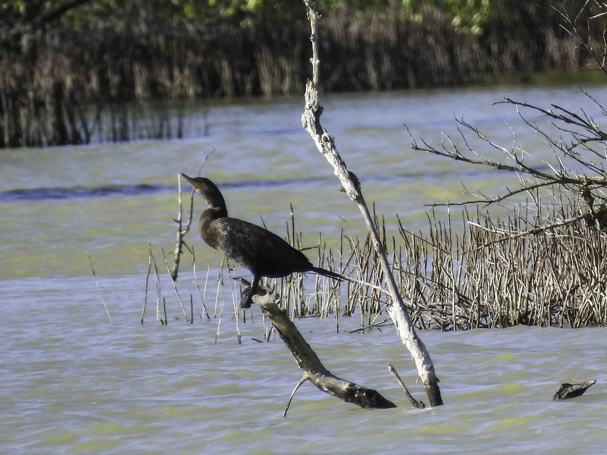 Neotropic Cormorant - ML619772573