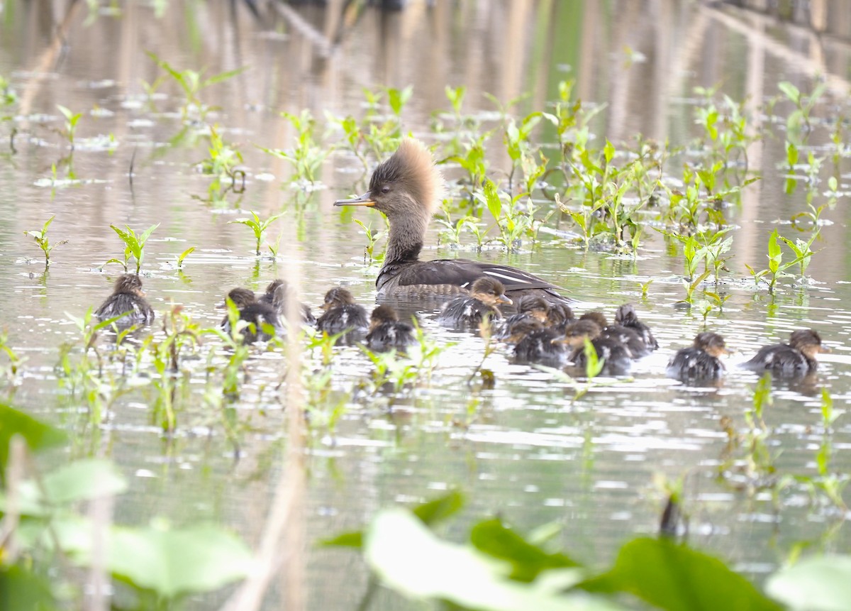 Hooded Merganser - ML619772583