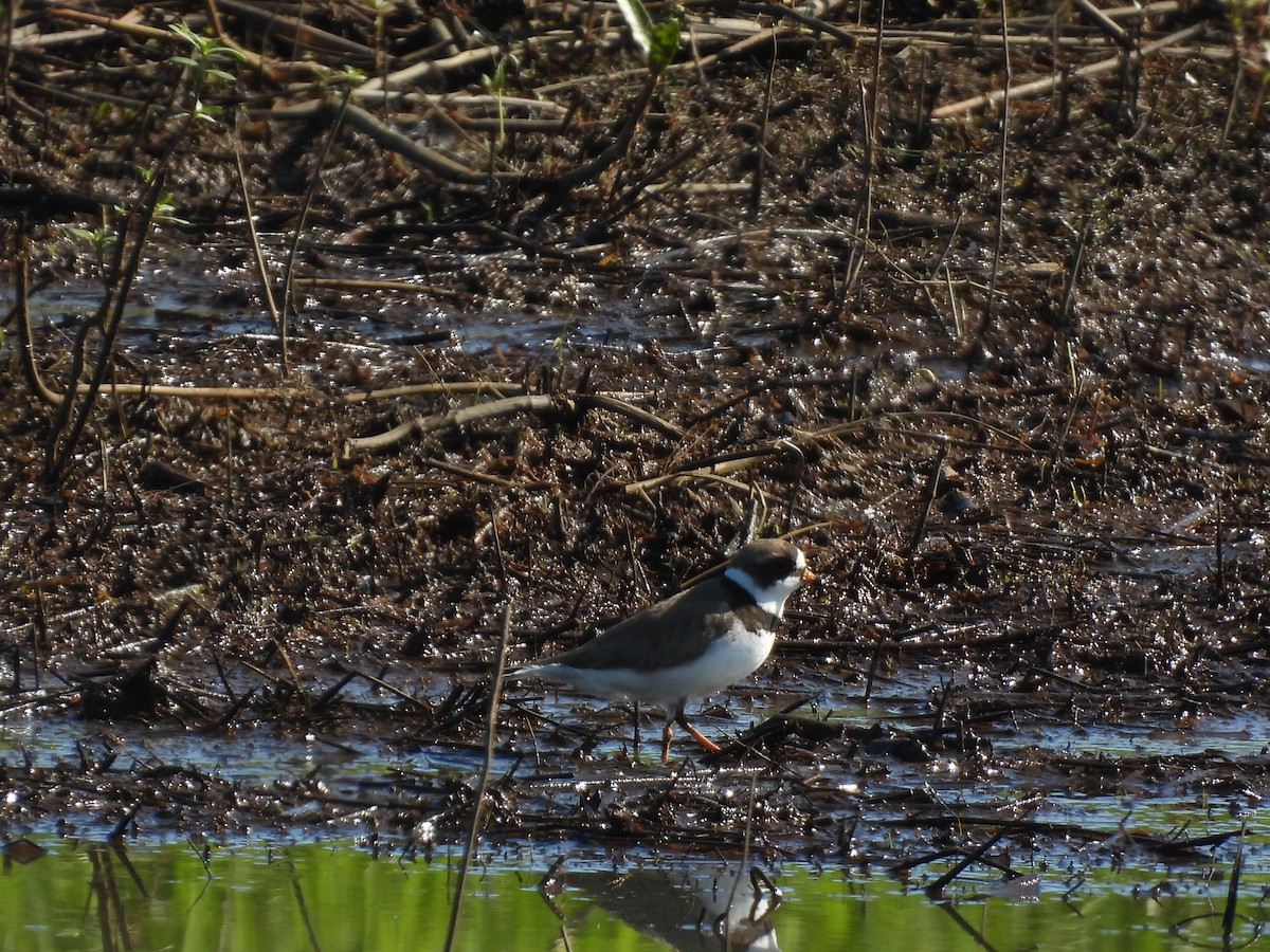 Semipalmated Plover - ML619772585