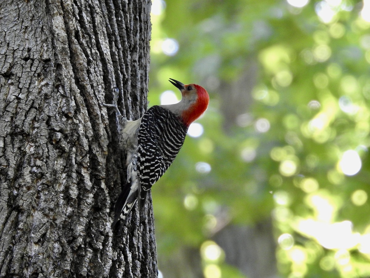 Red-bellied Woodpecker - ML619772595