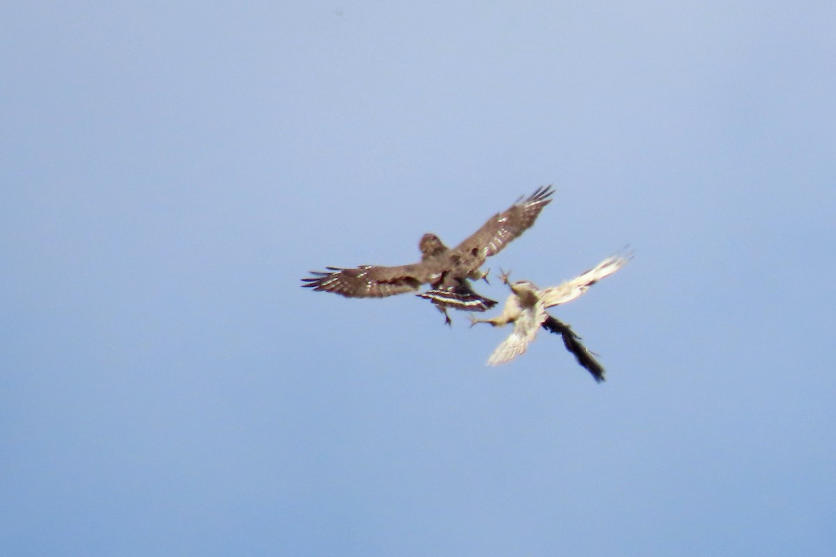 Broad-winged Hawk - ML619772612